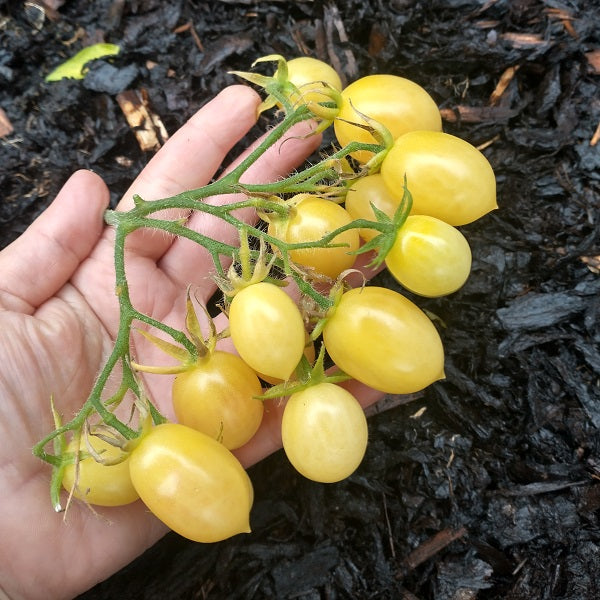 Barry's crazy Cherry tomato seeds @ sowdiverse.ie