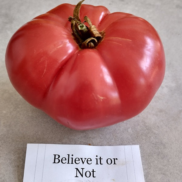"believe it or not" tomato seeds heirloom seeds @ sowdiverse.ie