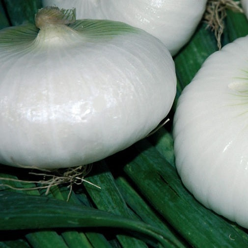 bianca di pompei onion seeds organic @ sowdiverse.ie