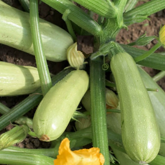 "bianca di trieste" courgette seeds @ sowdiverse.ie