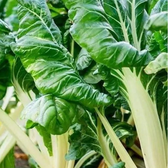 bieta da coste barese swiss chard seeds heirloom italian @ sowdiverse.ie