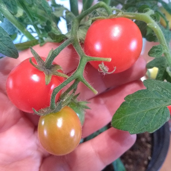 Birdie Rouge mini Dwarf tomato seeds Micro dwarf tomato @ sowdiverse.ie