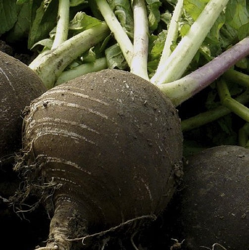 Black Radish organic Sow Diverse