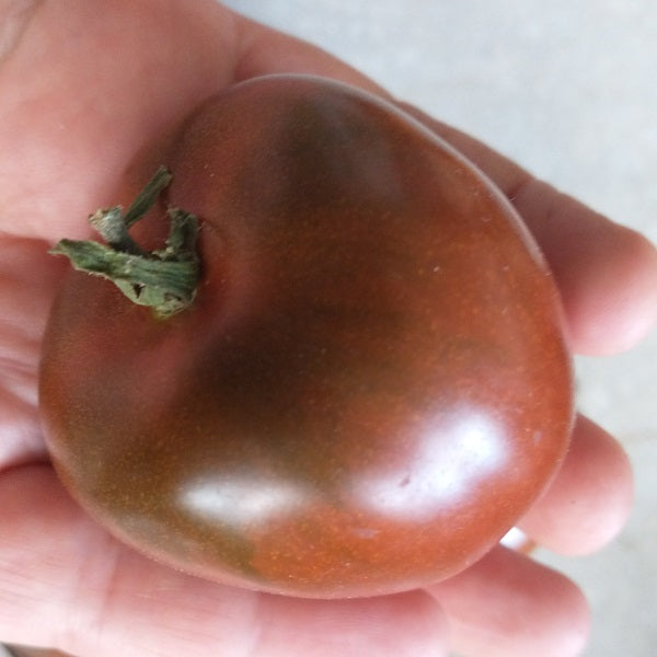 Black ethiopian heirloom tomato seeds rare @ sowdiverse.ie
