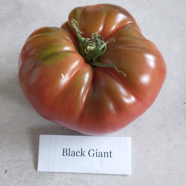 black giant tomato seeds heirloom tomato seeds @ sowdiverse.ie