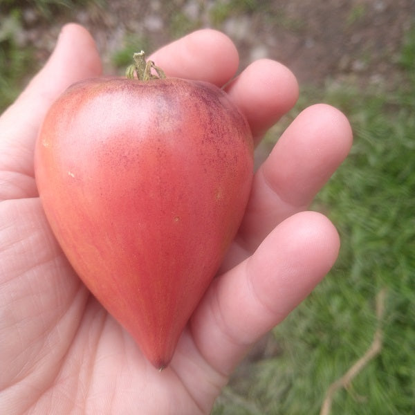 black oxheart tomato heirloom seeds @ sowdiverse.ie
