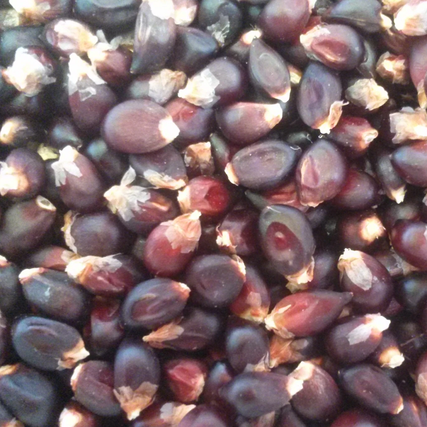 Black pop corn organic Sow Diverse