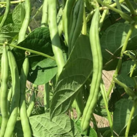 Blue lake beans seeds  heirloom organic @ sowdiverse.ie