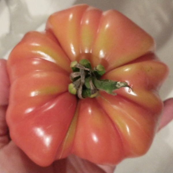 Bonne du roussillon tomato seeds @ sowdiverse.ie
