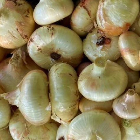 borettana onion seeds irganic heirloom @ Sowdiverse.ie