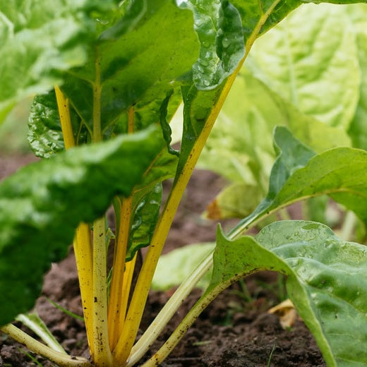 bright yellow swiss chard seeds organic @ sowdiverse.ie