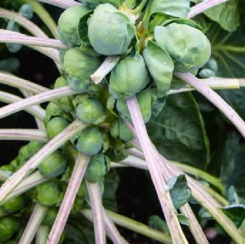 Brussel sprout seeds orgamic heirloom @ sowdiverse.ie