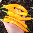 Buist's yellow cayenne chilli pepper seeds @ sowdiverse.ie