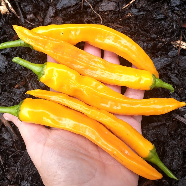 Buist's yellow cayenne chilli pepper seeds @ sowdiverse.ie