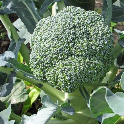 calabrese green sprouting broccoli seeds orgaic heirloom @ swdiverse.ie
