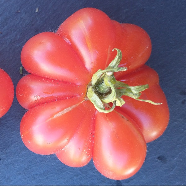 calabash red tomato seeds heirloom @ sowdiverse.ie