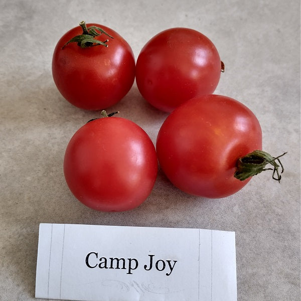 Camp Joy cherry tomato seeds aka chadwick cherry tomato  @ sowdiverse.ieseeds