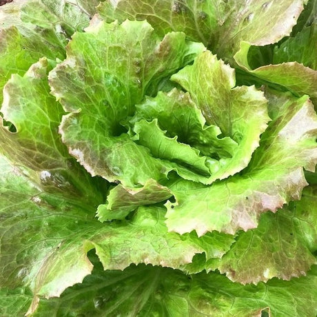 canasta lettyce butterhead seeds @ sowdiverse.ie
