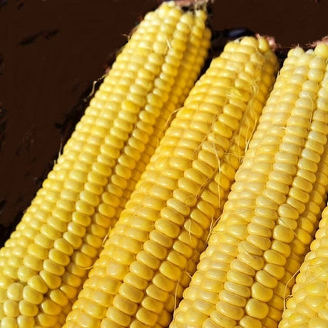 candy mountain sweet corn seeds organic heirloom @ sowdiverse.ie