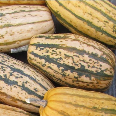 candystick dessert delicata suash seeds organic ireland