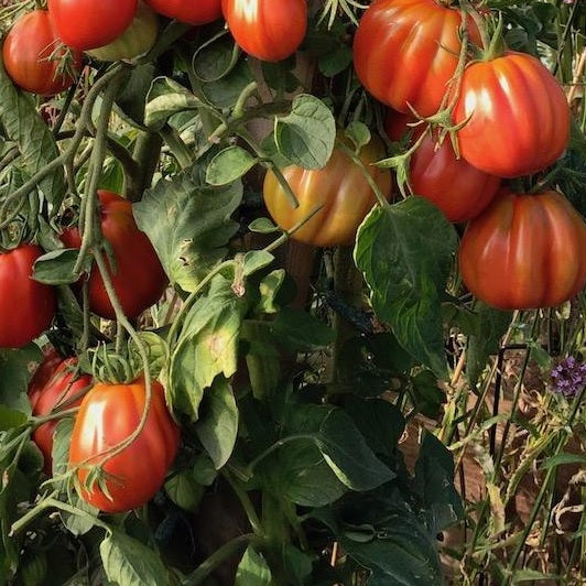 canestrino di lucca tomato seeds organic heirloom @ sowdiverse.ie