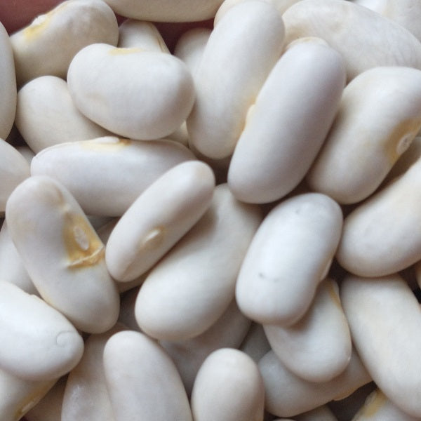 cannellino bean seeds organic heirloom @ sowdiverse.ie