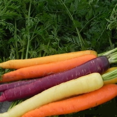 carrot mix seeds four colours @ sowdiverse.ie