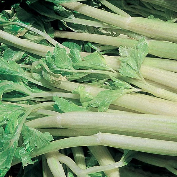celery dorato d'asti seeds organic heirloom @sowdiverse.ie