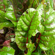 charlotte swiss chard organic seeds @ sowdiverse.ie