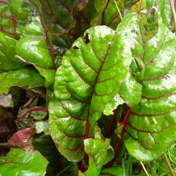 charlotte swiss chard organic seeds @ sowdiverse.ie