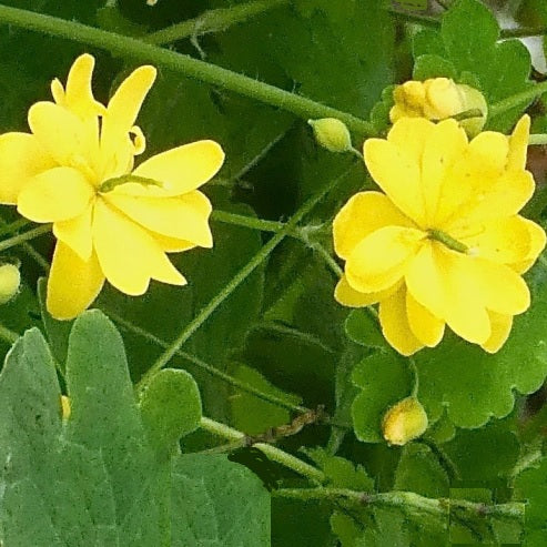 greater celandine chelidonium majus organic seeds @ sowdiverse.ie