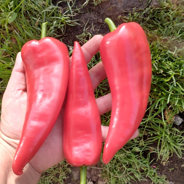 chervena chuska pepper seeds heirloom @ sowdiverse.ie