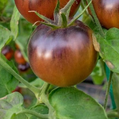 Chestnut Chocolate tomato seeds heirloom @ Sow Diverse