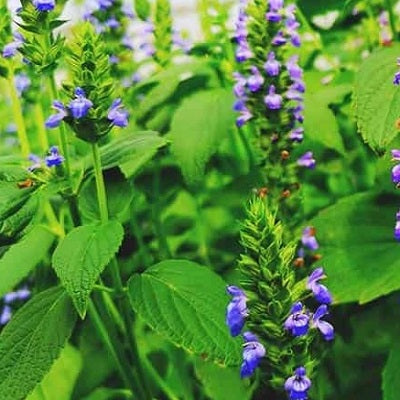 chia seeds @ sowdiverse.ie