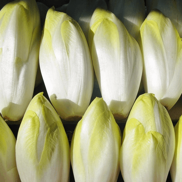 Brussels chicory endive seeds @Sow Diverse