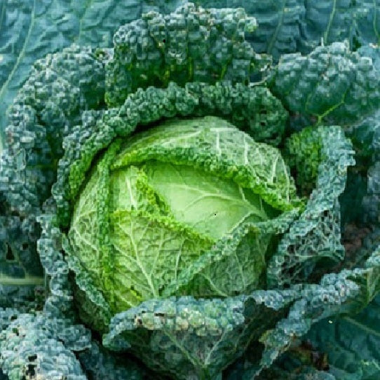Aubervilliers cabbage organic seeds - Sow Diverse