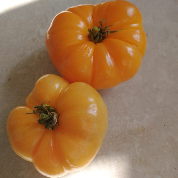chuck's yellow tomato seeds heirloom irish grown @ sowdiverse.ie