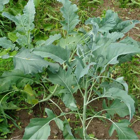 cima di rapa leccese 60 organic seeds heirloom @ sowdiverse.ie
