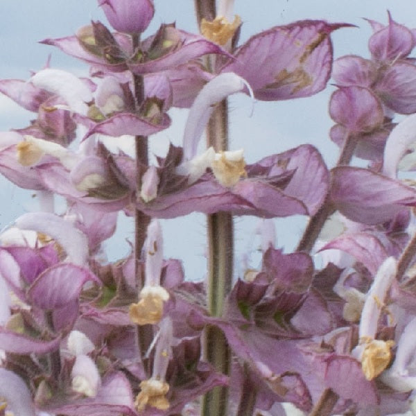 clary sage salvia sclarea organic seeds @ sowdiverse.ie