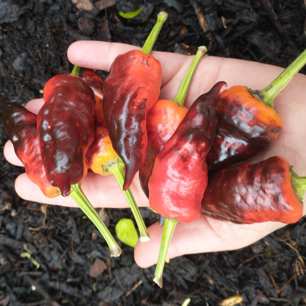 comstock purple chilli pepper seeds @sowdiverse.ie