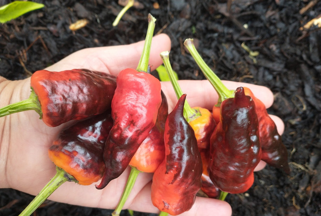 comstock purple chilli pepper seeds @ sowdiverse.ie