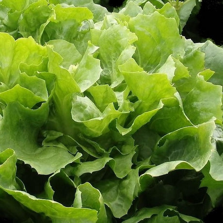 cornet de bordeaux escarole chicory seeds organic @ sowdiverse.ie