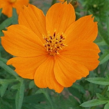 cosmos orange organic seeds, cosmos sulphureus, sulphur cosmos @ sowdiverse.ie