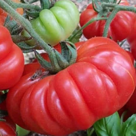 Costoluto Fiorentino Tomato organic seeds @ Sow Diverse