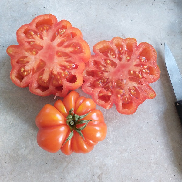 costoluto genovese tomato seeds italian heirloom @ sowdiverse.ie