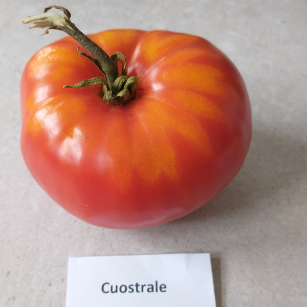 cuostrale tomato seeds heirloom rare @ sowdiverse.ie