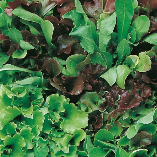 Mesclun lettuce mix organic Sow Diverse