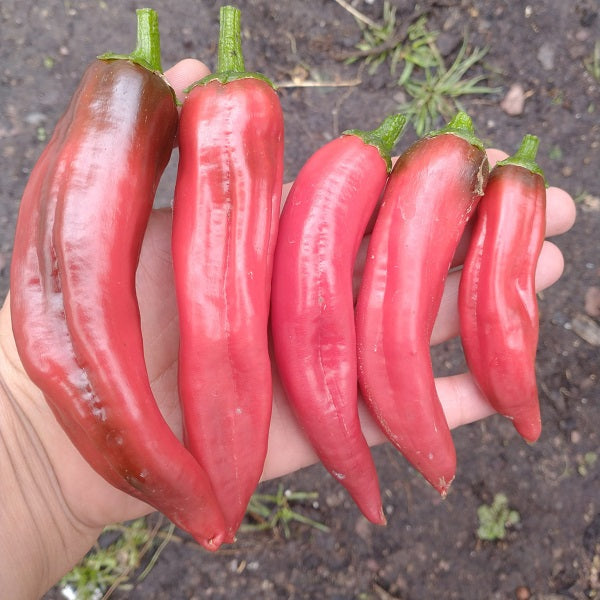 de Boia Szegedi chilli pepper seeds heirloom @ sowdiverse.ie