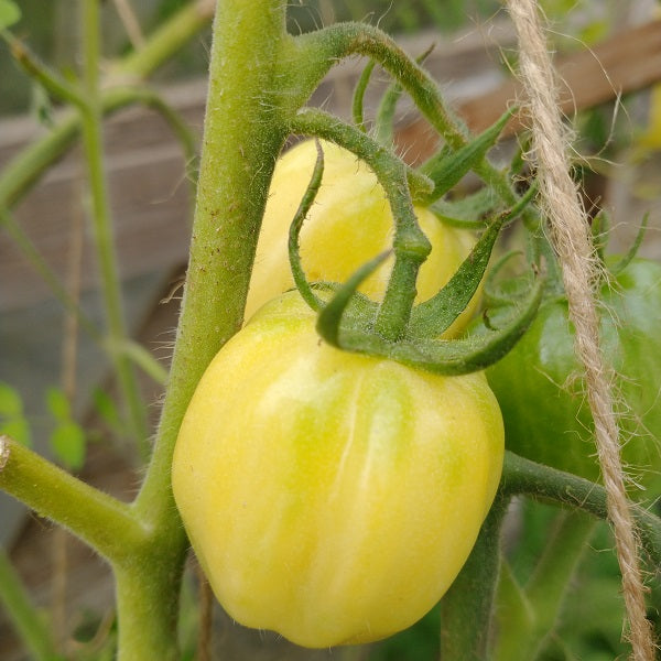dochova yellow pepper tomato seeds rare heirloom @ sowdiverse.ie