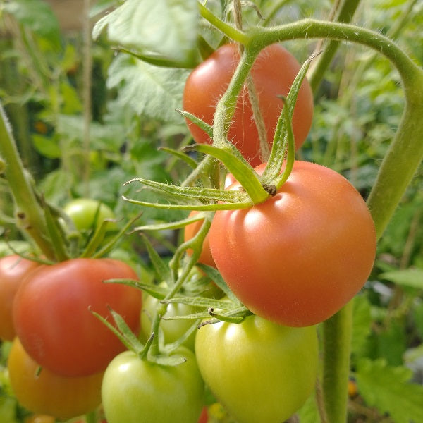 dorenia tomato seeds @ sowdiverse.ie